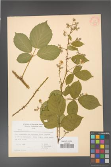Rubus gracilis [KOR 53973]