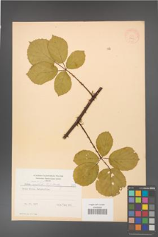 Rubus gracilis [KOR 8719]