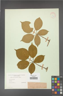 Rubus gracilis [KOR 11113]