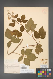 Rubus gracilis [KOR 18656]