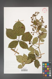 Rubus gracilis [KOR 30854]