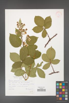 Rubus gracilis [KOR 30471]