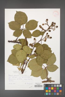 Rubus gracilis [KOR 30467]