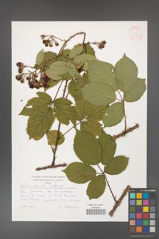 Rubus gracilis [KOR 30465]