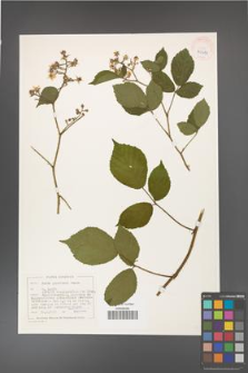 Rubus guentheri [KOR 40494]