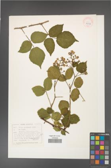 Rubus guentheri [KOR 40493]