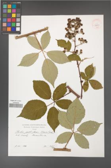 Rubus guttiferus [KOR 39879]