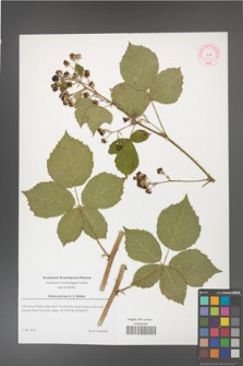 Rubus grossus [KOR 51869]