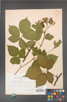 Rubus gratus [KOR 30837]