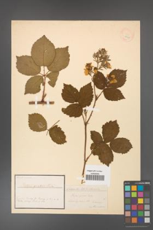 Rubus gratus [KOR 18467]