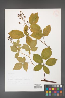 Rubus graecensis [KOR 32888]