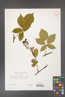 Rubus graecensis [KOR 39937]