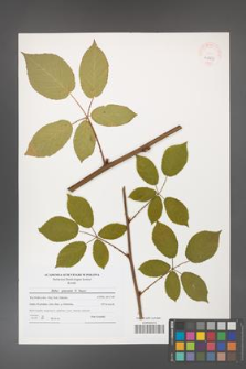 Rubus graecensis [KOR 40769]