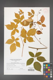 Rubus graecensis [KOR 40830]