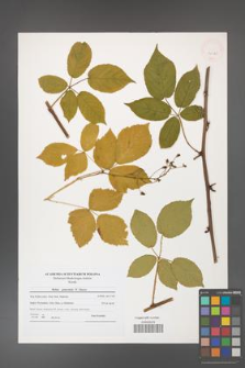 Rubus graecensis [KOR 40425]