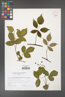 Rubus graecensis [KOR 44693]