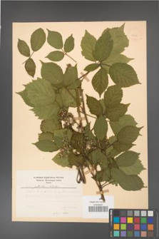 Rubus guentheri [KOR 23461]