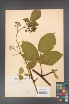 Rubus guentheri [KOR 23520]