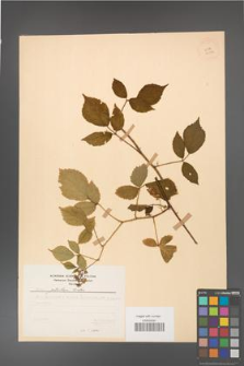 Rubus guentheri [KOR 23514]