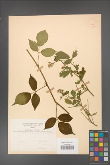 Rubus guentheri [KOR 23467]