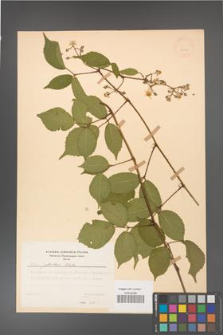 Rubus guentheri [KOR 23502]