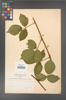 Rubus guentheri [KOR 23500]