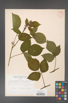 Rubus guentheri [KOR 31390]
