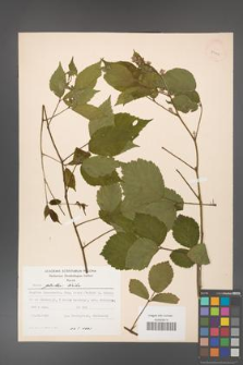 Rubus guentheri [KOR 23475]