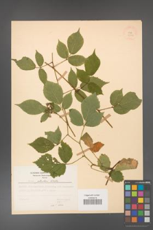 Rubus guentheri [KOR 23523]