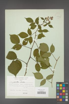 Rubus guentheri [KOR 22525a]