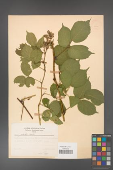 Rubus guentheri [KOR 23526]