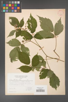 Rubus guentheri [KOR 27851]