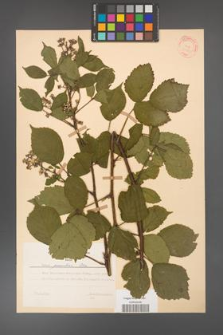 Rubus guentheri [KOR 31382]