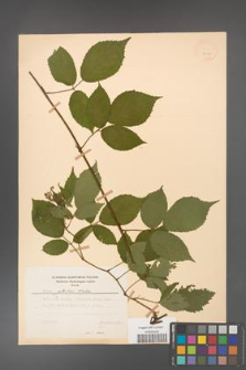 Rubus guentheri [KOR 23516]