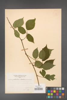 Rubus guentheri [KOR 23522]