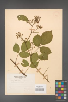Rubus guentheri [KOR 23529]