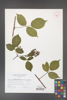 Rubus guentheri [KOR 44679]