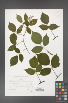 Rubus guentheri [KOR 38294]