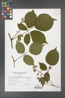 Rubus guentheri [KOR 40643]