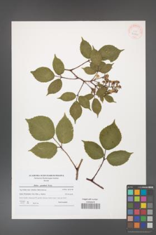 Rubus guentheri [KOR 40709]
