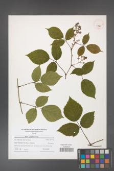 Rubus guentheri [KOR 40761]