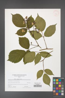 Rubus guentheri [KOR 43285]