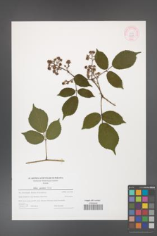 Rubus guentheri [KOR 44339]