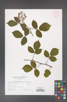 Rubus guentheri [KOR 44337]