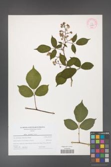 Rubus guentheri [KOR 44208]