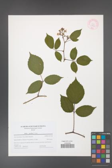 Rubus guentheri [KOR 44202]