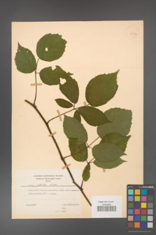 Rubus guentheri [KOR 23515a]