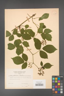 Rubus guentheri [KOR 23469a]