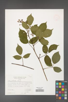Rubus guentheri [KOR 23478]
