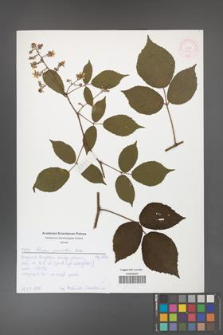 Rubus guentheri [KOR 51984]